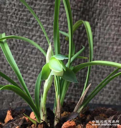 瑞雪-春兰篇-中国兰花交易网社区