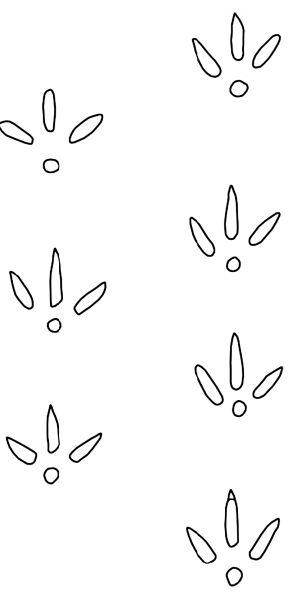 足迹化石揭秘西藏古火鸡