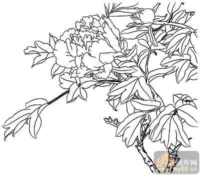 牡丹白描画稿白描图香飘满园52牡丹全图