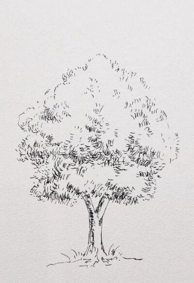 速写树木 侵删歉