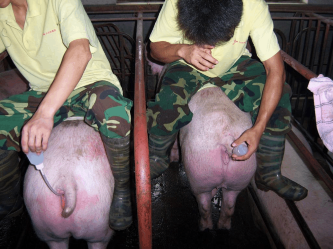 技术员在给母猪输精