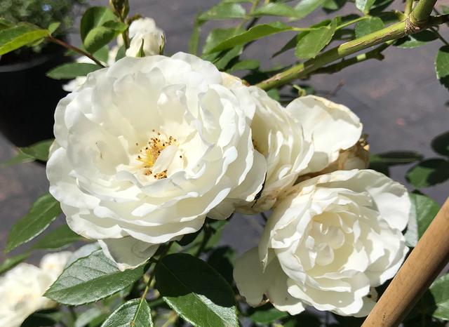 8款不可多得的白色月季,花友心中的"白月光",圣洁无瑕!