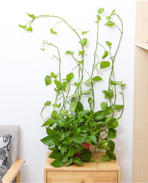 绿萝爬墙固定器 绿植植物固定器绿箩家用无痕墙上攀爬卡扣环绿枝定型