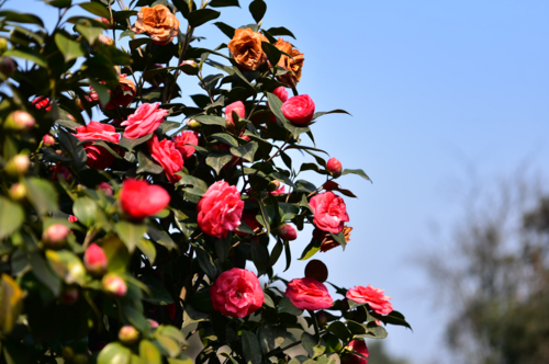 蒙顶山千亩山茶花惊艳亮相