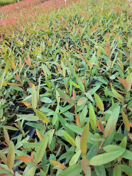 [桉树苗批发]桉树苗 速生按苗价格0.8元/棵 - 惠农网