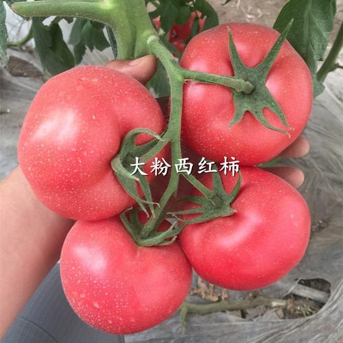 热卖西红柿种子 非转基因 盆栽 四季 老品种口感好 大果水果番茄种子