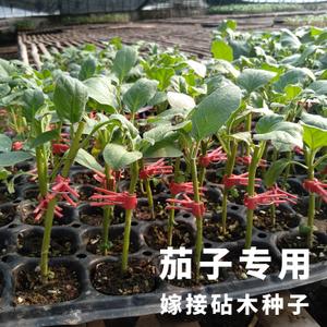 茄子嫁接砧木种子改良托鲁巴姆野茄子圆茄长茄嫁接根好高抗病增产