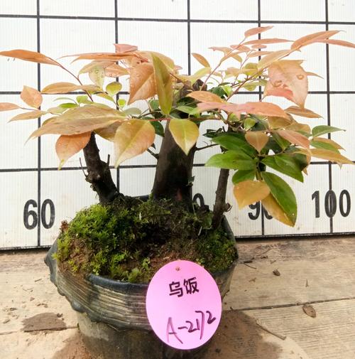 新品乌饭树桩盆景熟桩实物发货天然绿色植物桌面盆栽阳台花卉包邮