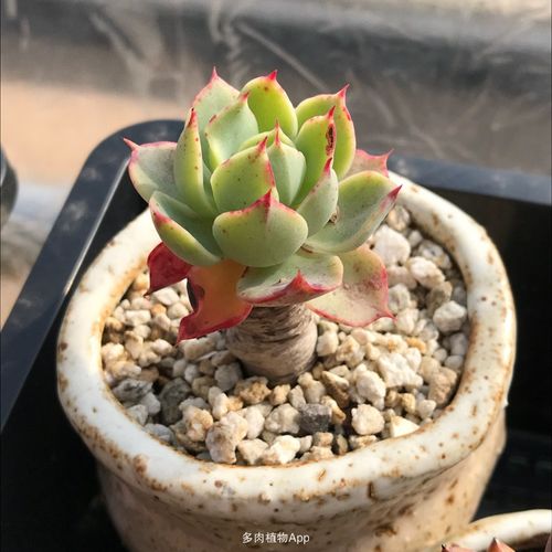 在天台塑料棚里过年(三周)的多肉,终于迎来了开门大吉![表情1]