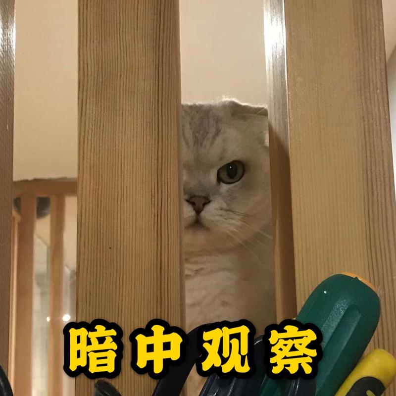 猫咪_大眼萌_表情包_小猫咪大眼萌_小红书