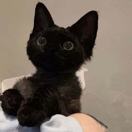 德文卷毛! 删除 赞回应