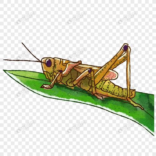 夏日手绘昆虫蝗虫蚱蜢