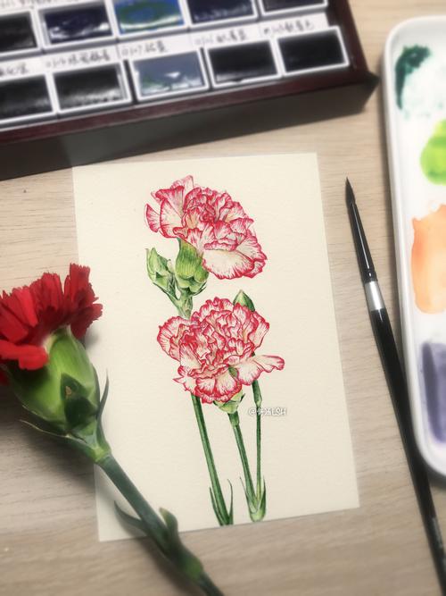 好康又简单的水彩康乃馨教程