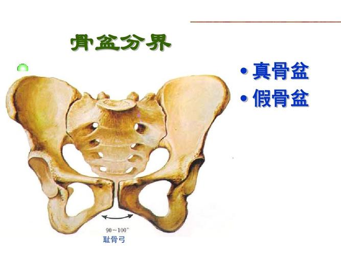 医药卫生 临床医学 妇产科护理学4 骨 分界  盆 骨真 盆 假 骨盆 上一