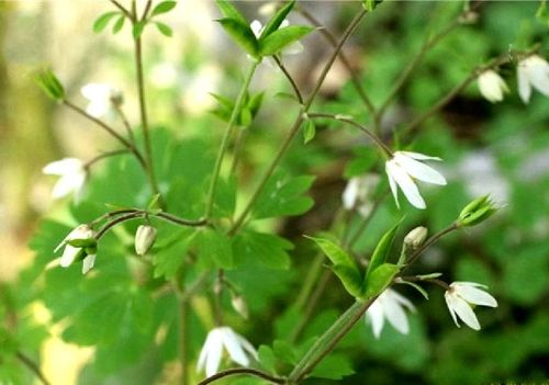 茎高可达32厘米,基生叶为掌状三出复叶; a target="_blank" href="/i