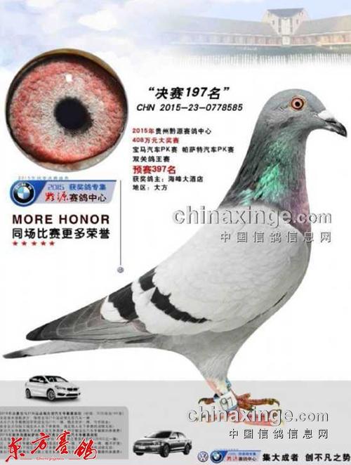 驰骋在云贵高原的赛鸽名家――访贵州大方公棚常胜将军陈绪