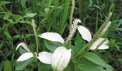 白头翁草是怎么样的一种植物?