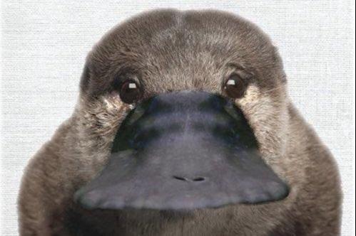 你见过鸭嘴兽的正面照吗?超级可爱的!