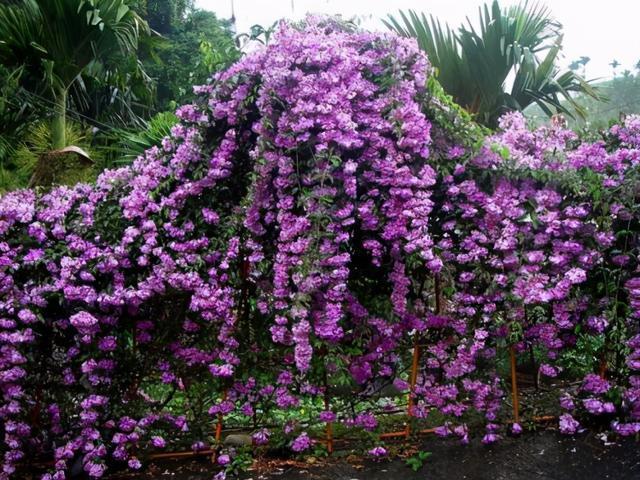 50种常见藤本和地被花卉,美极了