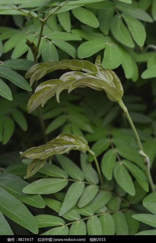 朱缨 披针形叶子
