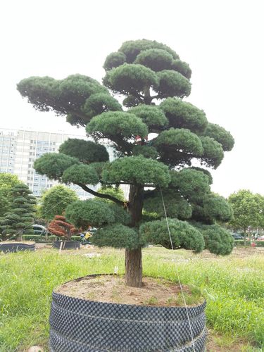 供应日本大阪松,五针松,黑松,罗汉松