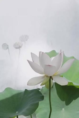 一个老外拍的荷花,惊艳全中国人|莲花|水粉画|水墨画