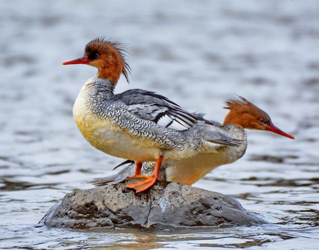 中华秋沙鸭的美姿.摄影:金志贵,(摄氏23度).