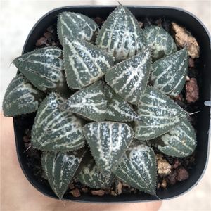 艾家 雪景色寿 十二卷属玉露寿多肉植物满48元包邮一物一拍