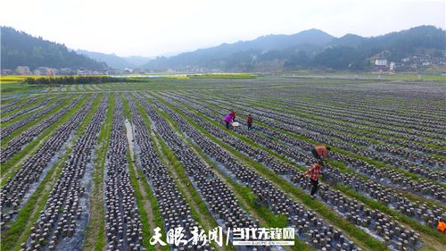 黄平浪洞镇:食用菌采摘忙