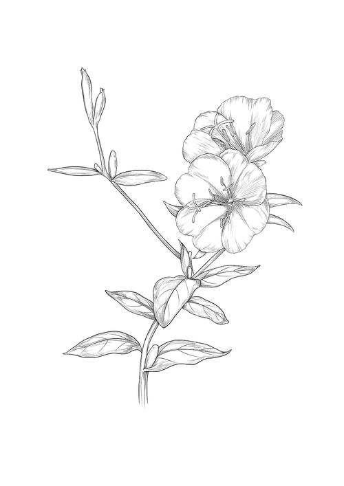 月见|插画|商业插画|金悠悟能 - 原创作品 - 站酷