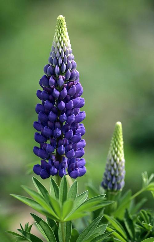 羽扇豆花图片 羽扇豆图片 羽扇豆植物图片