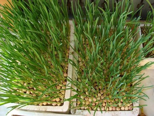 五辛1葱2蒜3韭菜4兴渠5香菜 1葱       4兴渠一种印度香料,又名阿魏