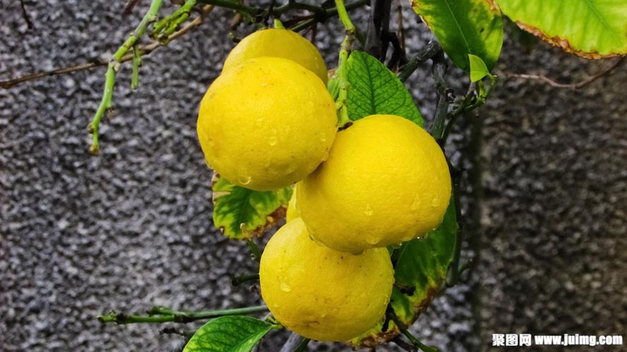 新鲜柚子摄影图片下载(图片id:1345396)_-其它壁纸-图片素材_ 聚图网