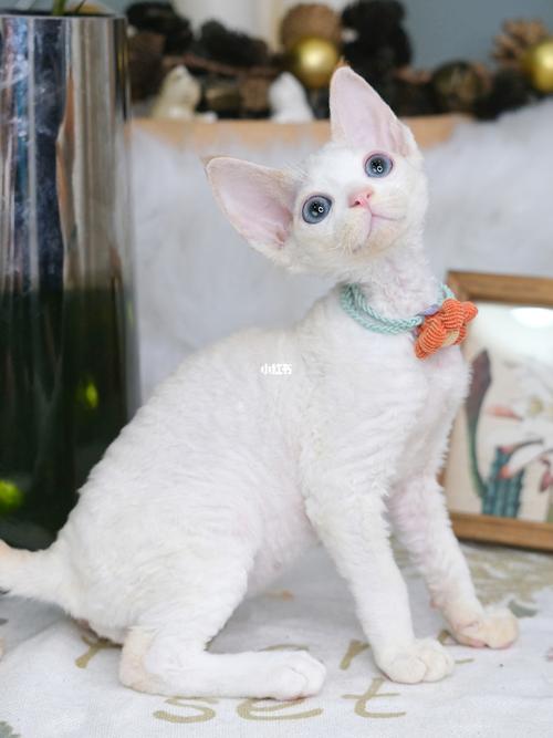 蓝眼睛红白德文卷毛猫_德文卷毛猫_杭州自由行热门攻略_猫咪_宠物_猫