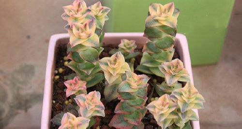 多肉植物十字星锦怎么养 十字星锦的养殖方法