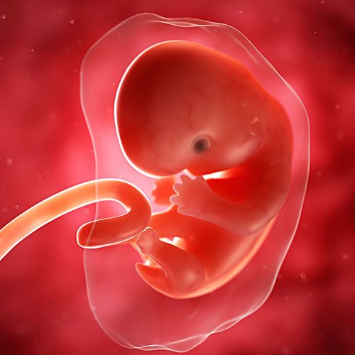 胎儿,7星期大,艺术品,电脑绘图