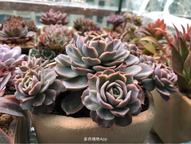 养了一年的约瑟琳对比照