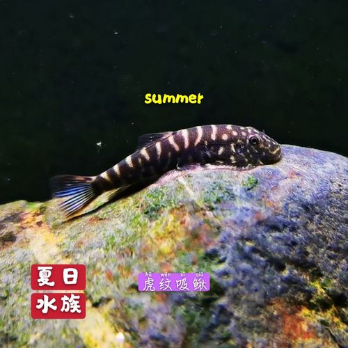 吸鳅腹吸金钻虎纹思凡鳅栉头东南亚观赏鱼冷水鱼鱼