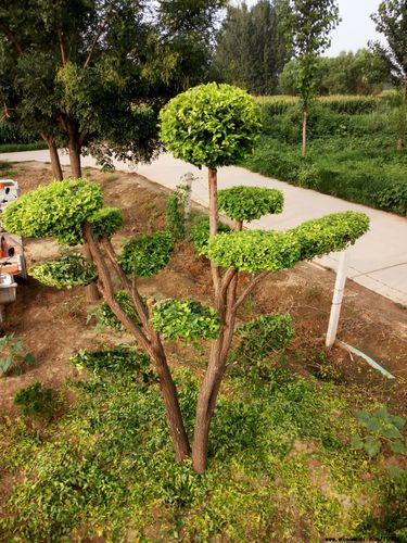 河北造型榆树