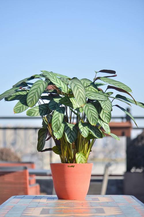 紫背竹芋转身遇到奇迹