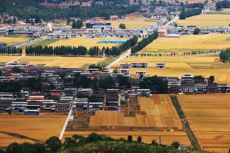 五龙镇金色麦浪托起乡村田野的希望