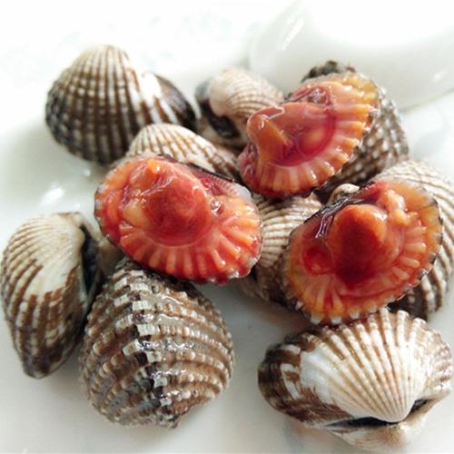 非北极贝 海鲜鲜活 泥蚶贝类毛蚶水产 花蛤雪蚶赤贝 新鲜雪蛤 500g