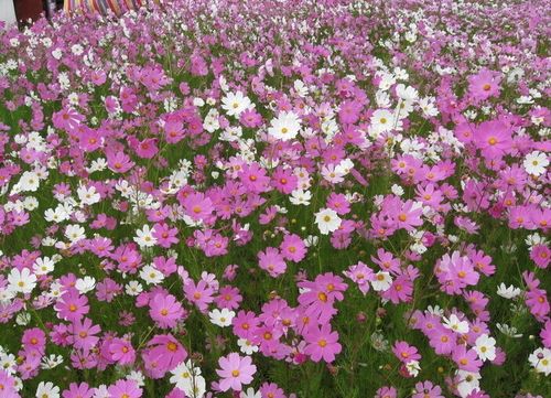 不就是波斯菊么!怎么会没人答对呢?