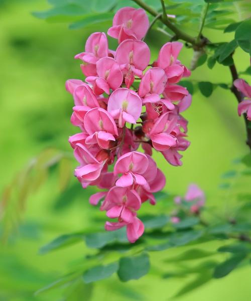 【花卉】紫花槐花:浮香一路到天涯