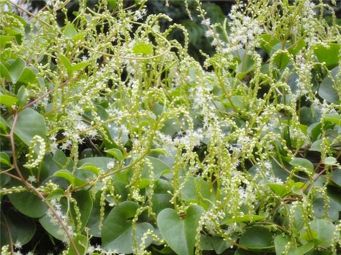 原来田七开花是这么美的呢!