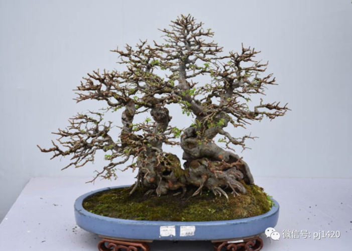 榔榆盆景的鉴赏