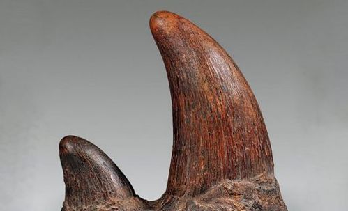 250公斤的犀牛角偷运入境被查获了犀牛角有哪些用途