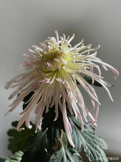 秋季赏菊何处去?醉白池菊展有看头