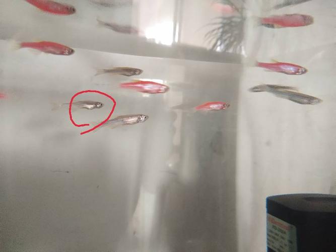 这几条斑马鱼是不是可以生了?