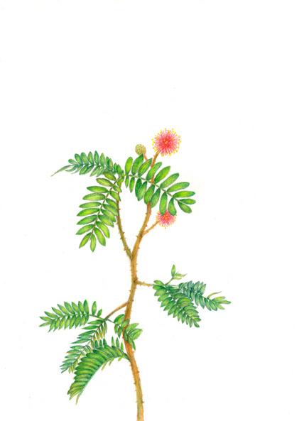 含羞草_涂鸦王国 原创绘画平台 www.poocg.com